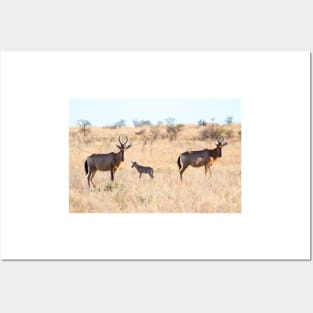 Hartebeest Family - Kruger National Park Posters and Art